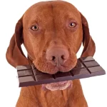 Why can’t dogs eat chocolate?